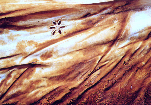 Sofie Vinet - vignette fille de la terre