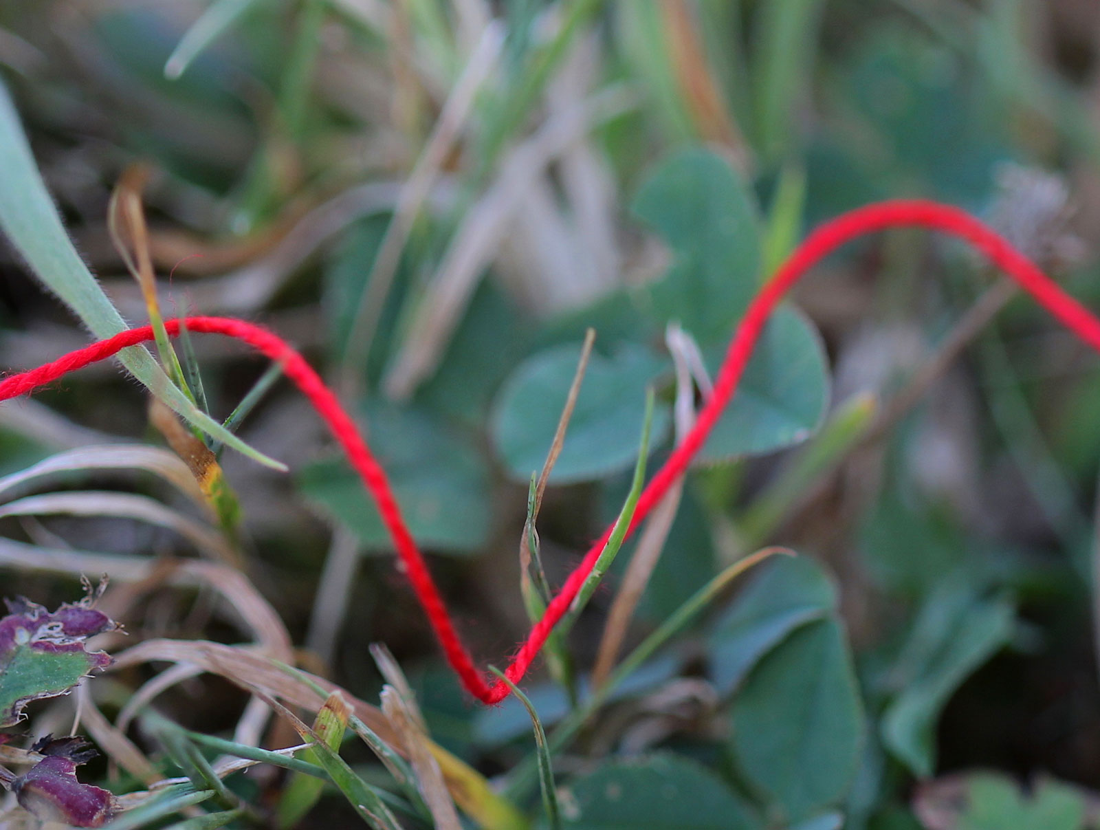 Sofie Vinet - fil rouge au sol