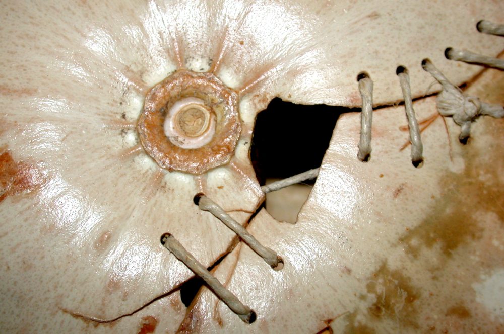 Sofie Vinet - Fille de la terre - Hommage au Jardinier - Pâtisson en détail